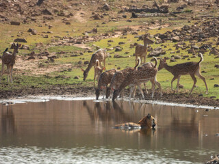 herd of spotted deer near water body with tiger watching over to hunt 
