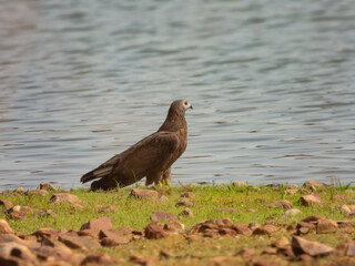Oriental honey buzzard perching a green ground near river bank with blue water in background on a bright sunny day birding bird watching