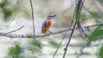 kingfisher on a branch