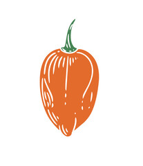 Original hand-drawn illustration of a spicy habanero pepper in a minimalist style. Illustrations for posters, cards, and graphic design.