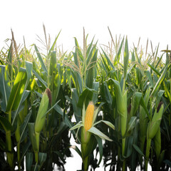 A cornfield tree isolated on white and transparent background