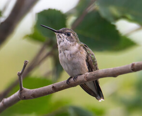 Ruby throated hummingbird perched on a branch