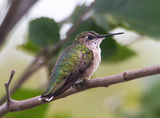 Ruby throated hummingbird perched on a branch
