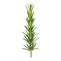 Obraz premium Close-up of Fresh Green Rosemary Sprig on Black herb isolated on a transparent background