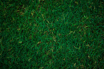 Lush Green Grass Texture: Vibrant Nature Background