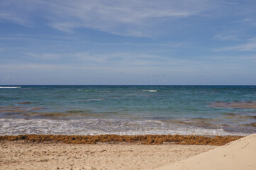 Carribean ocean with heavy Sargasso seaweed 