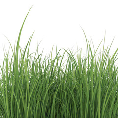 Obraz premium grass isolated on white background isolated on white and transparent background