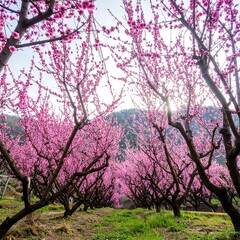 Obraz premium Serene peach blossom orchard, a pink floral canopy embracing the tranquil landscape