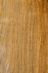 Brown texture of the sawn surface of an oak tree.