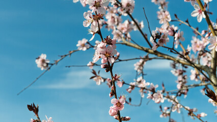 Pink flowers and branches of a peach tree against a background of a blue sky.