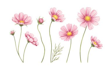 Botanical watercolor cosmos flowers isolated on vector illustration. © Artverza