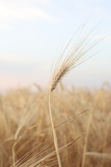 Golden wheat ears growing in field, closeup