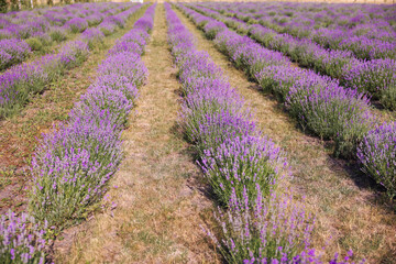 Obraz premium Beautiful blooming lavender flowers growing in field