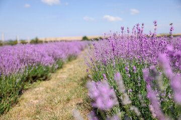 Obraz premium Beautiful blooming lavender flowers growing in field, closeup