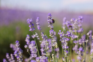 Beautiful blooming lavender flowers growing in field, closeup