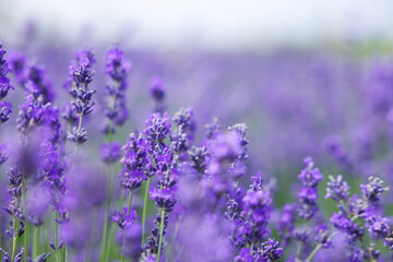 Beautiful blooming lavender flowers growing in field, closeup