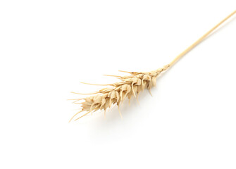 One spike of wheat isolated on white