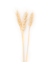 Fototapeta premium Dried spikes of wheat isolated on white, top view