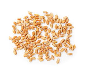 Many ripe wheat grains isolated on white, top view