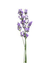 Fototapeta premium Beautiful aromatic lavender flowers isolated on white