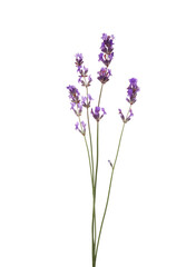 Naklejka premium Beautiful aromatic lavender flowers isolated on white