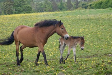 Obraz premium Exmoor pony and foal stand close together in a grassy field, showcasing their strong bond. The pair is surrounded by natural countryside, embodying the wild beauty of native British ponies.