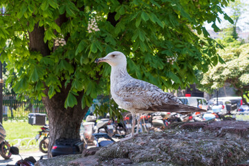 An urban seagull on a sunny day, perched on a stone wall with motorcycles and green trees in the background. 