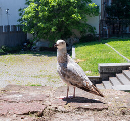 An urban seagull on a sunny day, perched on a stone wall with motorcycles and green trees in the background. 