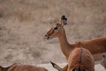 impala in the savannah