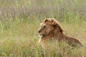 male lion in the grass
