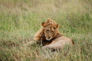 Lion in the wild