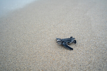 Leatherback Sea Turtle hatchling swimming in the ocean underwater