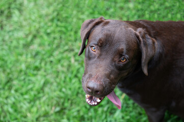Happy chocolate Labrador playing in lush green garden on sunny day