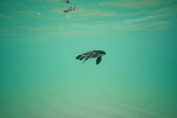 Leatherback Sea Turtle hatchling swimming in the ocean underwater