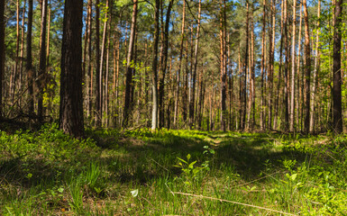 Obraz premium Landscape along a green grassy road through the forest at the beginning of spring