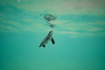 Leatherback Sea Turtle hatchling swimming in the ocean underwater