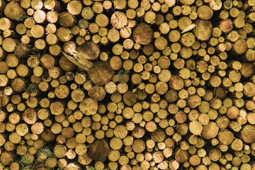 Detail of pile of wood gathered in the forest