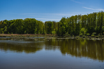 landscape of the opposite shore of the lake covered by the forest