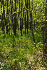 Fototapeta premium Landscape of a forest in a wetland with the bottom covered by horsetail
