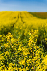 Obraz premium Fields of yellow rapeseed in early spring under a blue sky