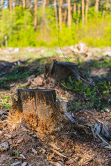 The trunk of a felled tree against the backdrop of a growing forest