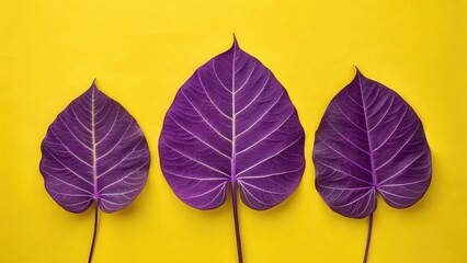 Three vibrant purple elephant ear leaves on a bright yellow background