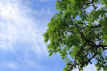 European buckthorn tree with green leaves during the summer. Sweden 2025.