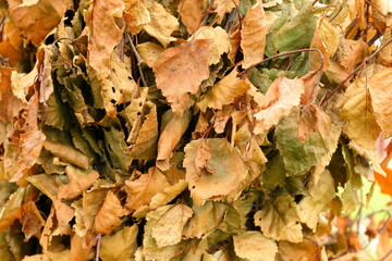 Close up of withered leaves from Maypole after midsummer celebration in Bergslagen, Sweden.