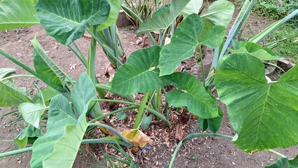 Large Green Taro Leaves (Colocasia esculenta) in Tropical Soil – Natural Plant for Farming, Healthy Food, and Botanical Illustration