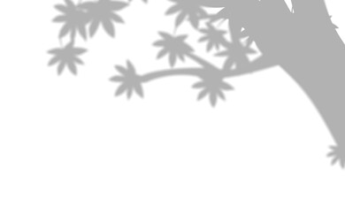 Tree Shadow on White Surface