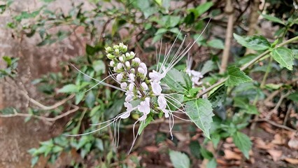 Beautiful White Java Tea Flower Orthosiphon Aristatus Bloom Macro Close Up Fresh Petal Botanical Plant with Green Foliage Background Natural Garden Photo