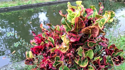 Vibrant Multicolored Croton Foliage Codiaeum variegatum in Tropical Garden Close Up © Muhammad Nashieh