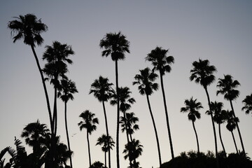 Obraz premium Palm Trees West Coast Southern California Lifestyle