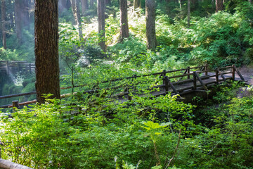 Bridge Over Sol Duc River